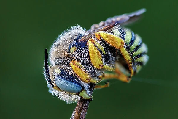 Blue banded bee (Amegilla sp. ) roosting with early morning dew, Southern Bulgaria, June