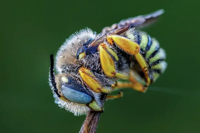 Framed Print : Blue banded bee (Amegilla sp. ) roosting with early morning dew, Southern Bulgaria, June Framed Print : Blue banded bee (Amegilla sp. ) roosting with early morning dew, Southern Bulgaria, June