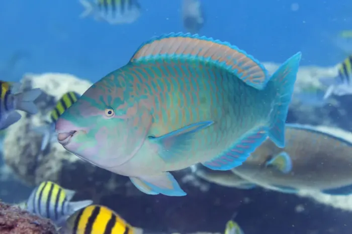 Framed Print : Blue-barred parrotfish (Scarus ghobban), El Pardito Island Framed Print : Blue-barred parrotfish (Scarus ghobban), El Pardito Island