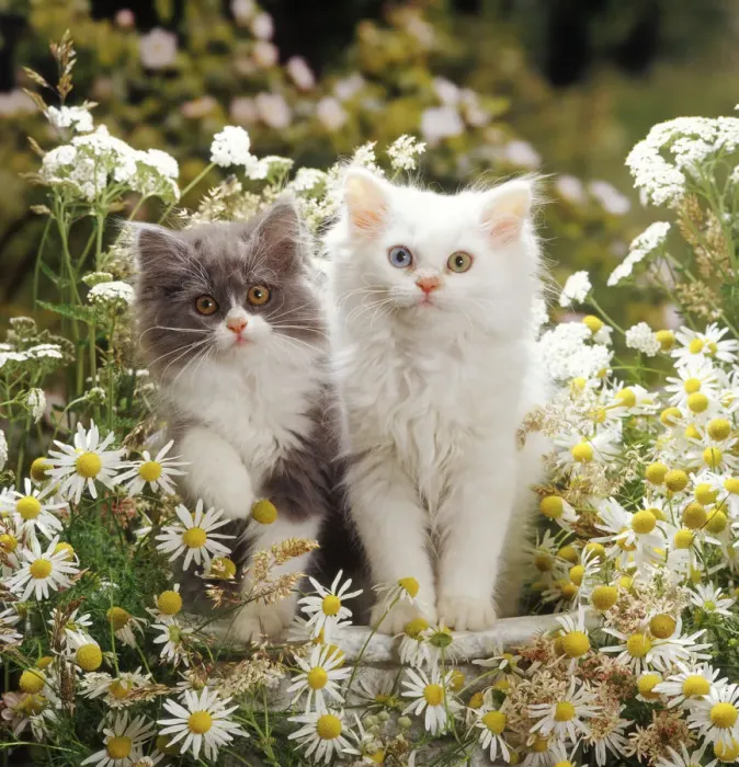 Framed Print : Blue bicolour and odd-eyed white Persian-cross kittens among maywood and yarrow flowers Framed Print : Blue bicolour and odd-eyed white Persian-cross kittens among maywood and yarrow flowers