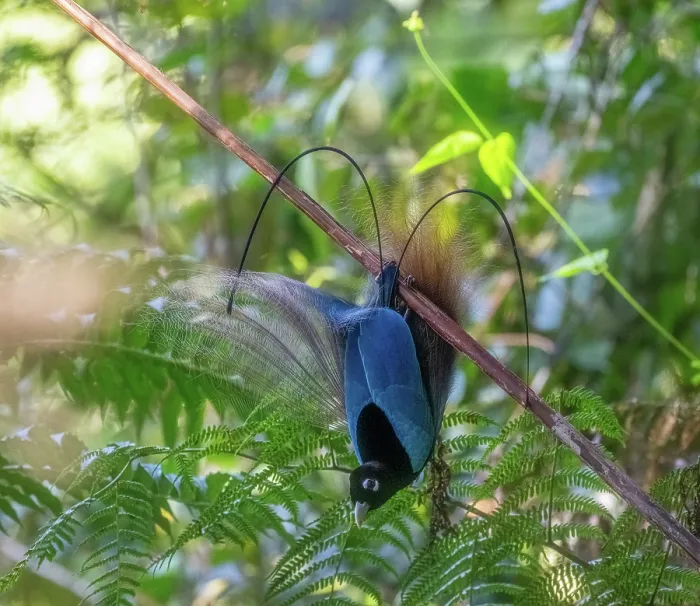 Framed Print : Blue bird of paradise (Paradisornis rudolphi) male displaying at lek, Mt Hagen area, Papua New Guinea Framed Print : Blue bird of paradise (Paradisornis rudolphi) male displaying at lek, Mt Hagen area, Papua New Guinea
