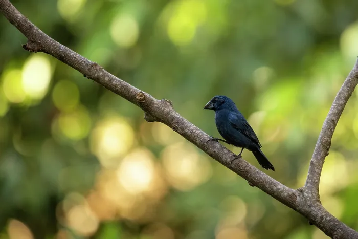 Framed Print : Blue-black grosbeak (Cyanoloxia cyanoides) perched on branch, Sierra Nevada de Santa Marta, Colombia Framed Print : Blue-black grosbeak (Cyanoloxia cyanoides) perched on branch, Sierra Nevada de Santa Marta, Colombia