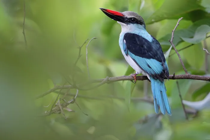Framed Print : Blue-breasted kingfisher (Halcyon malimbica) perched on branch, Allahein river, The Gambia