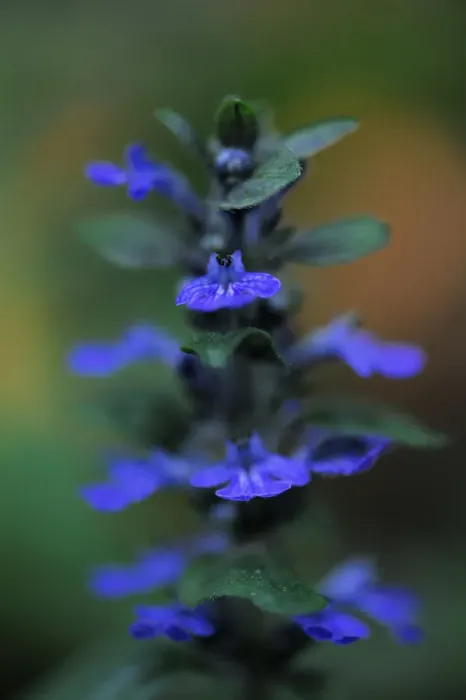 Framed Print : Blue bugle (Ajuga reptans) in flower, Bugleweed, Echternach, Mullerthal, Luxembourg Framed Print : Blue bugle (Ajuga reptans) in flower, Bugleweed, Echternach, Mullerthal, Luxembourg