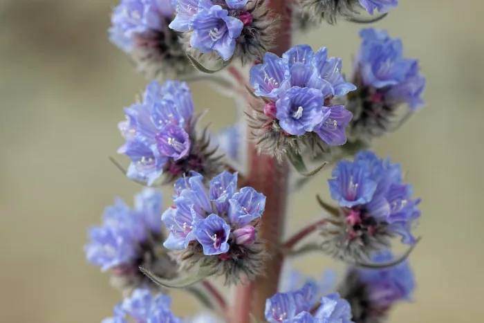 Framed Print : Blue bugloss (Echium auberianum), a rare high mountain bugloss endemic to Tenerife, in flower, Teide National Park, Tenerife, Canary Islands. May Framed Print : Blue bugloss (Echium auberianum), a rare high mountain bugloss endemic to Tenerife, in flower, Teide National Park, Tenerife, Canary Islands. May