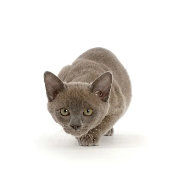 Blue Burmese Cat Kitten Burmese Kittens For Sale In Camberley