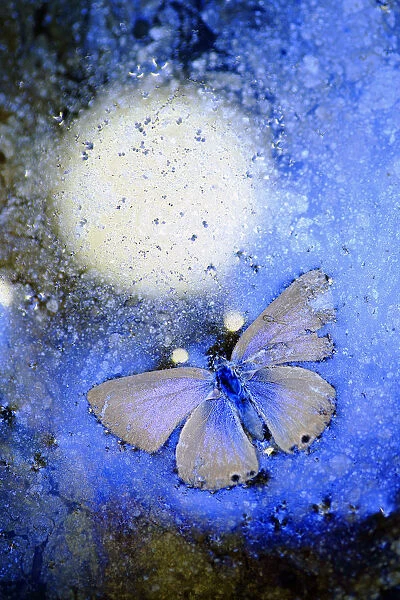 Blue butterfly (Lycaenidae) frozen in ice, Cortes de la Frontera, Los Alcornocales Natural Park