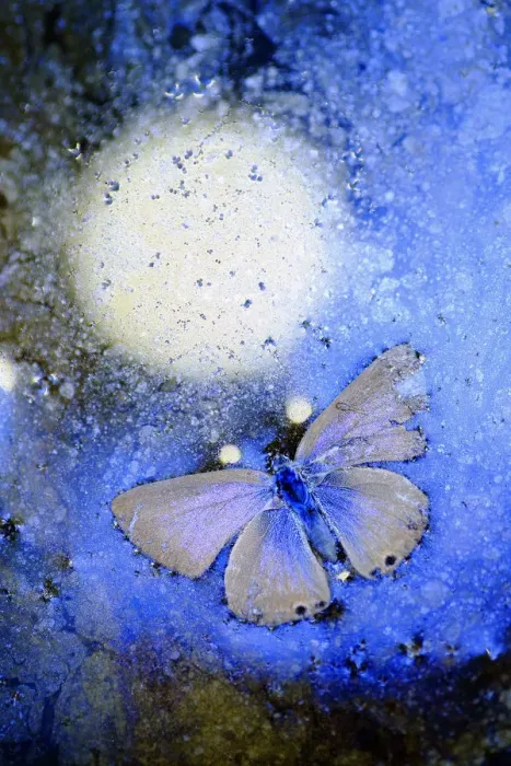 Framed Print : Blue butterfly (Lycaenidae) frozen in ice, Cortes de la Frontera, Los Alcornocales Natural Park Framed Print : Blue butterfly (Lycaenidae) frozen in ice, Cortes de la Frontera, Los Alcornocales Natural Park