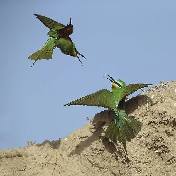 Blue cheeked bee eater (Merops persicus) two squabbling, Oman, April