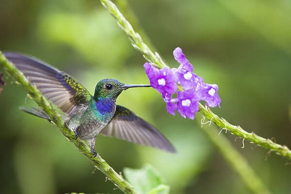 Blue-chested hummingbird (Amazilia amabilis) male feeding from flower, Costa Rica