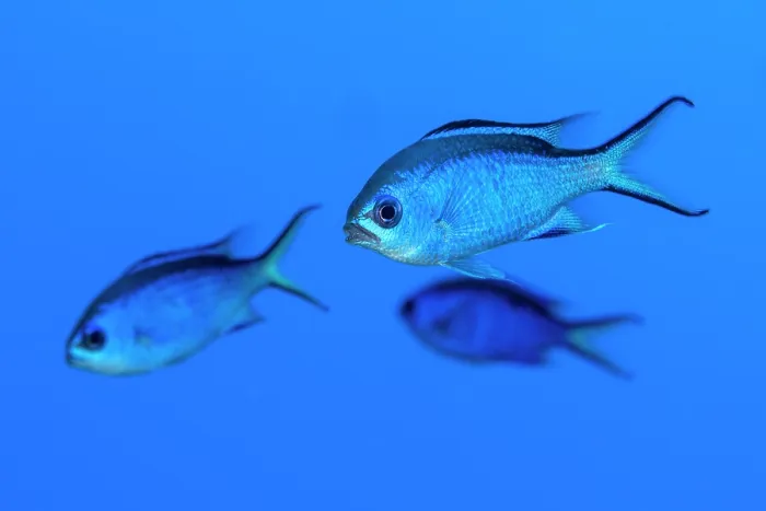 Framed Print : Three Blue chromis (Chromis cyanea) portrait, Grand Cayman, Cayman Islands, British West Indies, Caribbean Sea Framed Print : Three Blue chromis (Chromis cyanea) portrait, Grand Cayman, Cayman Islands, British West Indies, Caribbean Sea