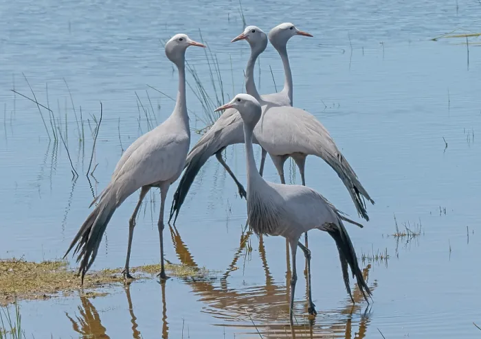 Framed Print : Four Blue cranes (Anthropoides paradiseus) standing in shaloow water, Malgas, Cape Province, South Africa. November Framed Print : Four Blue cranes (Anthropoides paradiseus) standing in shaloow water, Malgas, Cape Province, South Africa. November