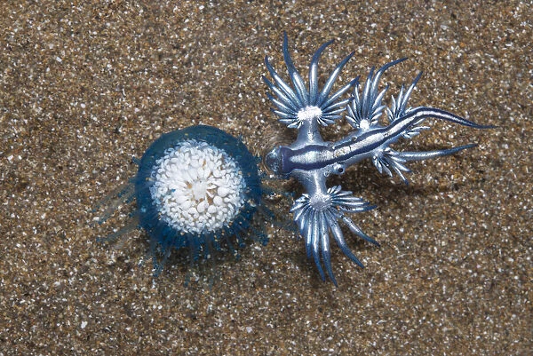 Blue dragon seaslug (Glaucus atlanticus) with Blue button hydroid colony (Porpita porpita