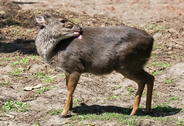 Framed Print : Blue duiker (Philantomba monticola) grooming itself, Malgas, Cape Province, South Africa Framed Print : Blue duiker (Philantomba monticola) grooming itself, Malgas, Cape Province, South Africa