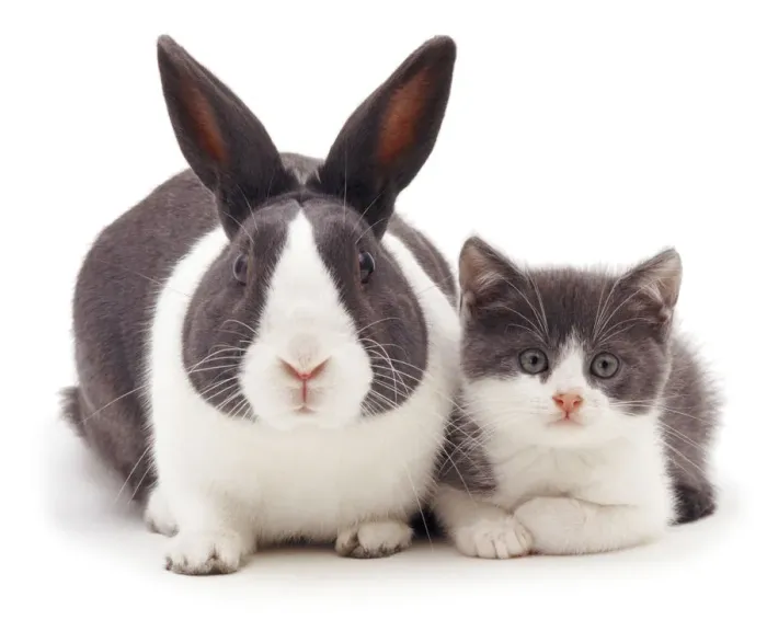Framed Print : Blue Dutch rabbit with kitten with matching colouration Framed Print : Blue Dutch rabbit with kitten with matching colouration