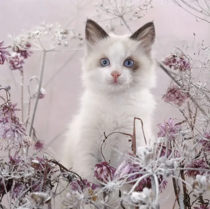 Framed Print : Blue-eyed bicolour ragdoll-cross kitten, Fergus, among frosty everlasting daisies Framed Print : Blue-eyed bicolour ragdoll-cross kitten, Fergus, among frosty everlasting daisies