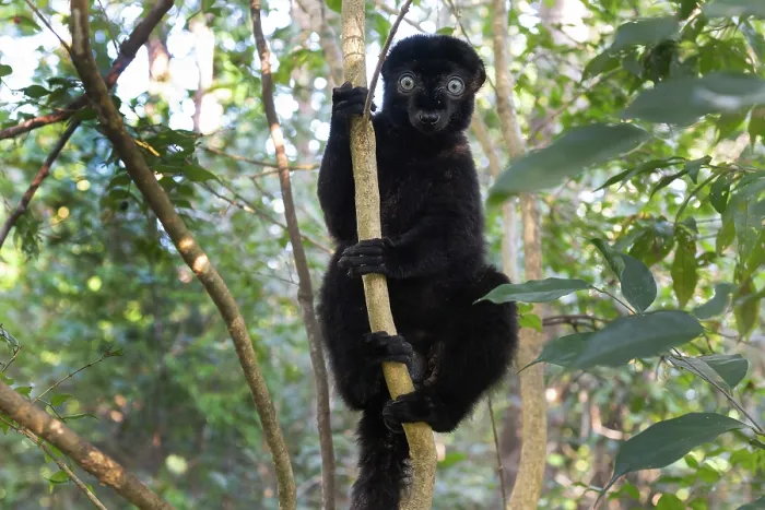 Framed Print : Blue-eyed black lemur (Eulemur flavifrons) male, climbing in tree, Ambalavao Forest, south of Maromandia, Madagascar. Critically endangered Framed Print : Blue-eyed black lemur (Eulemur flavifrons) male, climbing in tree, Ambalavao Forest, south of Maromandia, Madagascar. Critically endangered