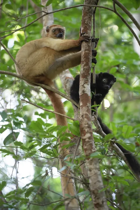 Framed Print : Blue-eyed black lemur (Eulemur flavifrons) pair, climbing in tree, Ambalavao Forest, south of Maromandia, Madagascar. Critically endangered Framed Print : Blue-eyed black lemur (Eulemur flavifrons) pair, climbing in tree, Ambalavao Forest, south of Maromandia, Madagascar. Critically endangered
