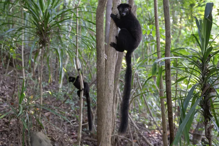 Framed Print : Two Blue-eyed black lemurs (Eulemur flavifrons) male, climbing in trees, Ambalavao Forest, south of Maromandia, Madagascar. Critically endangered Framed Print : Two Blue-eyed black lemurs (Eulemur flavifrons) male, climbing in trees, Ambalavao Forest, south of Maromandia, Madagascar. Critically endangered
