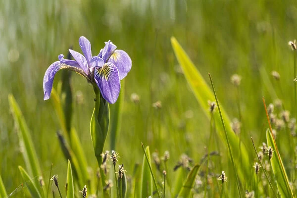 Blue flag iris (Iris versicolor) in flower, New Brunswick, Canada, June