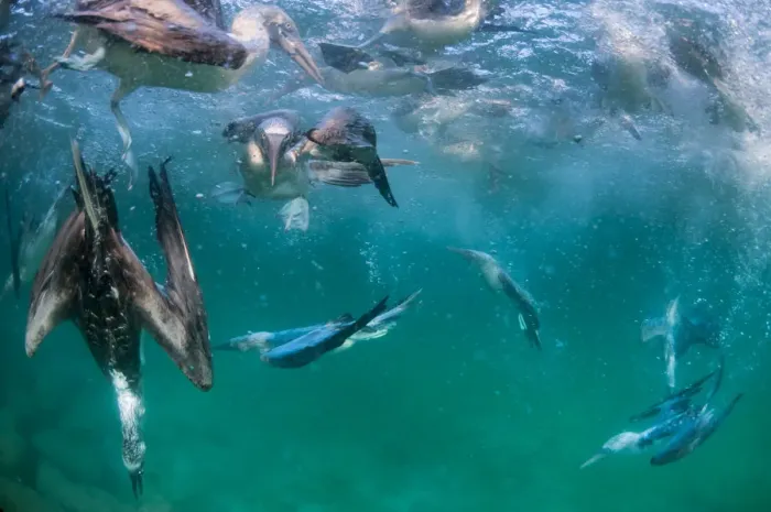 Framed Print : Blue-footed booby (Sula nebouxii), group fishing underwater. Itabaca Channel, Santa Cruz Island Framed Print : Blue-footed booby (Sula nebouxii), group fishing underwater. Itabaca Channel, Santa Cruz Island