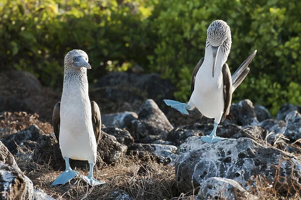 Blue-footed Booby (Sula nebouxii) on guano covered rocks. Santa Cruz Island, Galapagos, June