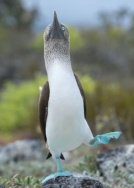 Blue-footed booby (Sula nebouxii) dancing courtship display, Santa Cruz Island