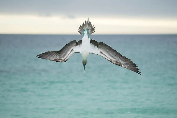 Blue-footed booby (Sula nebouxii) plunge-diving at high speed, San Cristobal Island
