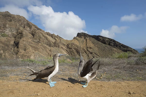Blue-footed booby (Sula nebouxii), pair in courtship display. Punta Pitt, San Cristobal Island