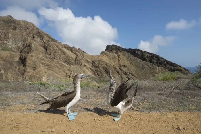 Framed Print : Blue-footed booby (Sula nebouxii), pair in courtship display. Punta Pitt, San Cristobal Island