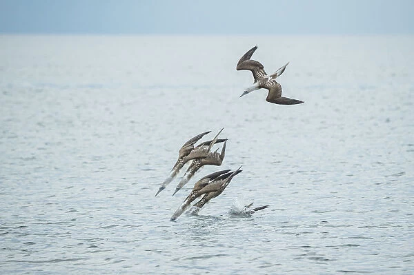 Blue-footed booby (Sula nebouxii), group diving into sea