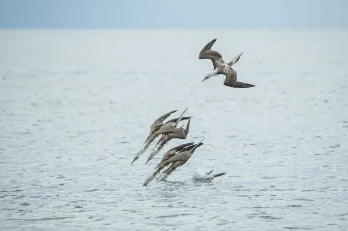 Framed Print : Blue-footed booby (Sula nebouxii), group diving into sea Framed Print : Blue-footed booby (Sula nebouxii), group diving into sea