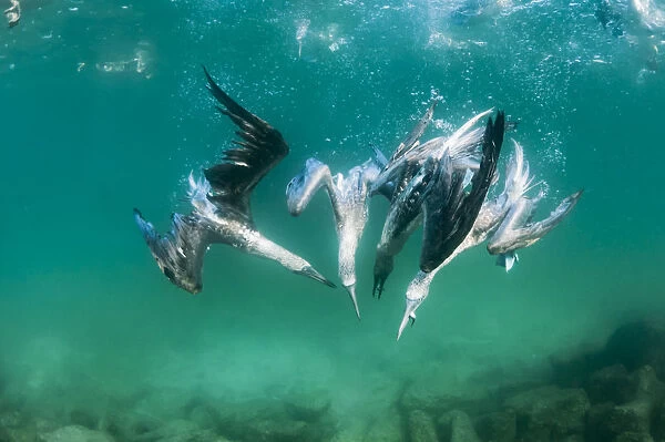 Blue-footed booby (Sula nebouxii) group feeding underwater, Tabaca Channel