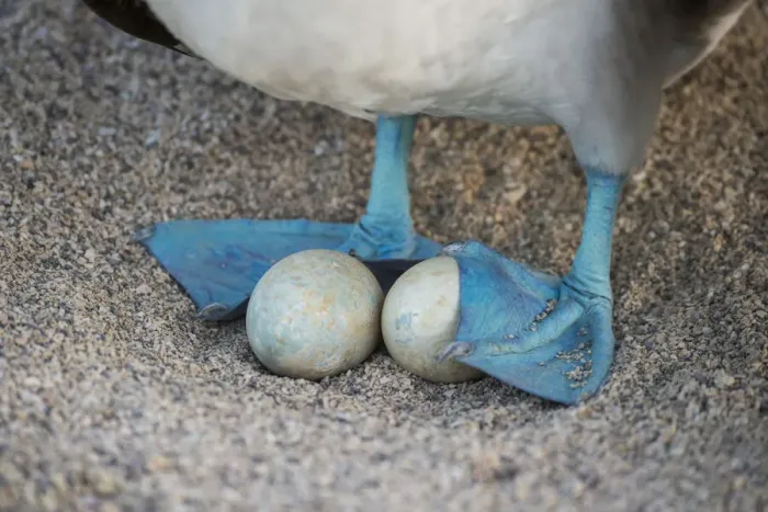 Framed Print : Blue-footed booby (Sula nebouxii), incubating eggs with webbed feet, Seymour Island Framed Print : Blue-footed booby (Sula nebouxii), incubating eggs with webbed feet, Seymour Island