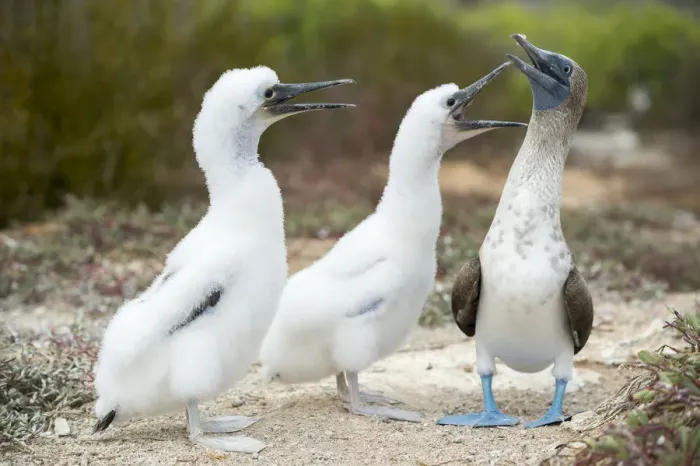 Framed Print : Blue-footed booby (Sula nebouxii) with chicks begging for food, Santa Cruz Island Framed Print : Blue-footed booby (Sula nebouxii) with chicks begging for food, Santa Cruz Island