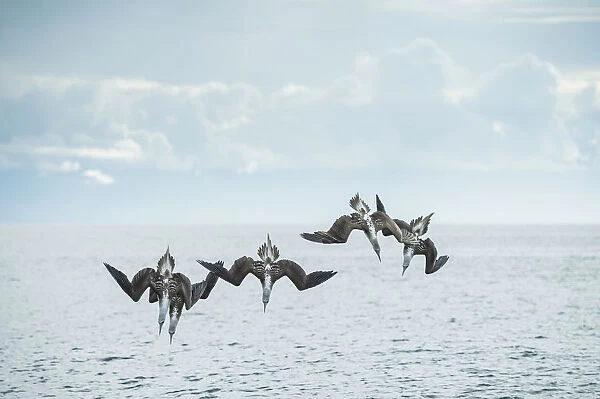 Blue-footed booby (Sula nebouxii), five diving into sea. Espumilla Beach, Santiago Island