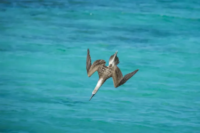 Framed Print : Blue-footed booby (Sula nebouxii) diving towards sea, folding wings. Northeast coast Framed Print : Blue-footed booby (Sula nebouxii) diving towards sea, folding wings. Northeast coast