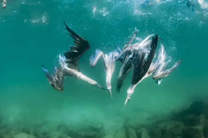 Framed Print : Blue-footed booby (Sula nebouxii) group feeding underwater, Tabaca Channel Framed Print : Blue-footed booby (Sula nebouxii) group feeding underwater, Tabaca Channel