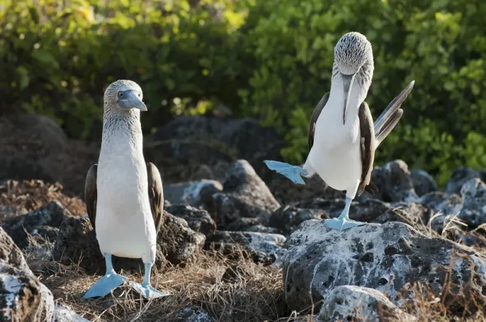 Framed Print : Blue-footed Booby (Sula nebouxii) on guano covered rocks. Santa Cruz Island, Galapagos, June