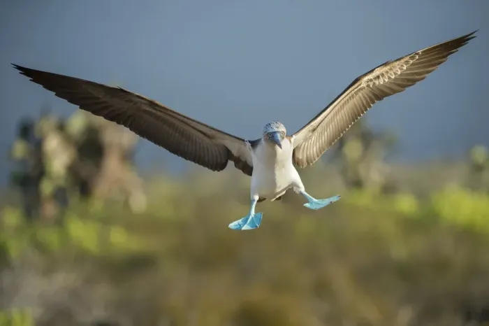 Framed Print : Blue-footed booby (Sula nebouxii) landing, Santa Cruz Island, Galapagos, Ecuador Framed Print : Blue-footed booby (Sula nebouxii) landing, Santa Cruz Island, Galapagos, Ecuador