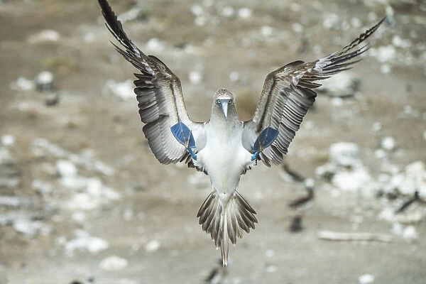 Blue-footed booby (Sula nebouxii) landing. Punta Vicente Roca, Isabela Island, Galapagos