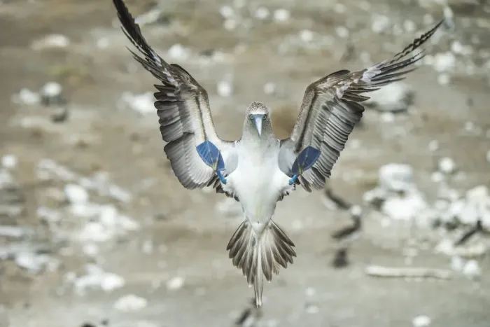 Framed Print : Blue-footed booby (Sula nebouxii) landing. Punta Vicente Roca, Isabela Island, Galapagos Framed Print : Blue-footed booby (Sula nebouxii) landing. Punta Vicente Roca, Isabela Island, Galapagos