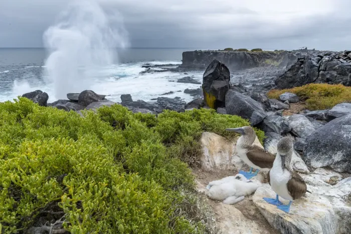 Framed Print : Blue-footed booby (Sula nebouxii) pair with chicks, blowhole in background, Punta Suarez Framed Print : Blue-footed booby (Sula nebouxii) pair with chicks, blowhole in background, Punta Suarez