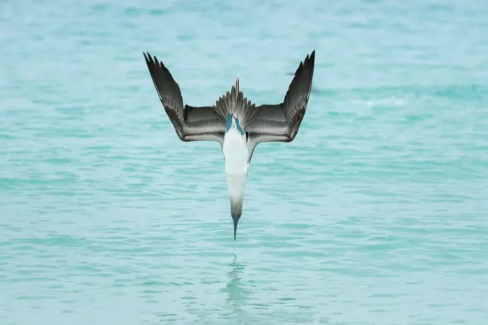 Framed Print : Blue-footed booby (Sula nebouxii) plunge-diving at high speed, San Cristobal Island Framed Print : Blue-footed booby (Sula nebouxii) plunge-diving at high speed, San Cristobal Island