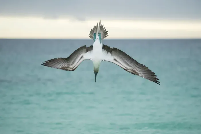 Framed Print : Blue-footed booby (Sula nebouxii) plunge-diving at high speed, San Cristobal Island Framed Print : Blue-footed booby (Sula nebouxii) plunge-diving at high speed, San Cristobal Island