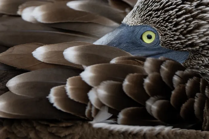 Framed Print : Blue-footed booby (Sula nebouxii) resting with its head among its feathers, portrait, Isla de la Plata, Manabi, Ecuador Framed Print : Blue-footed booby (Sula nebouxii) resting with its head among its feathers, portrait, Isla de la Plata, Manabi, Ecuador