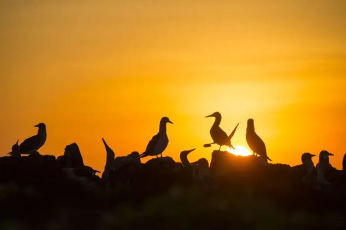 Framed Print : Blue-footed booby (Sula nebouxii) silhouetted colony at sunset, Cape Douglas Framed Print : Blue-footed booby (Sula nebouxii) silhouetted colony at sunset, Cape Douglas