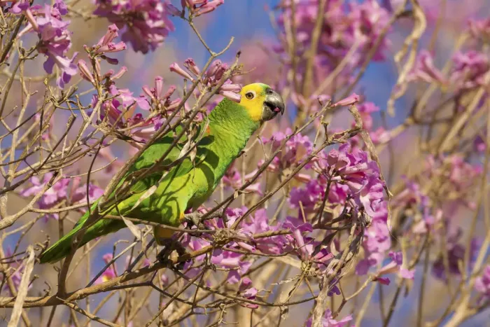 Framed Print : Blue-fronted parrot (Amazona aestiva) feeding on Tabebuia (Tabebuia sp. ) flowers, Pocone, Brazil Framed Print : Blue-fronted parrot (Amazona aestiva) feeding on Tabebuia (Tabebuia sp. ) flowers, Pocone, Brazil