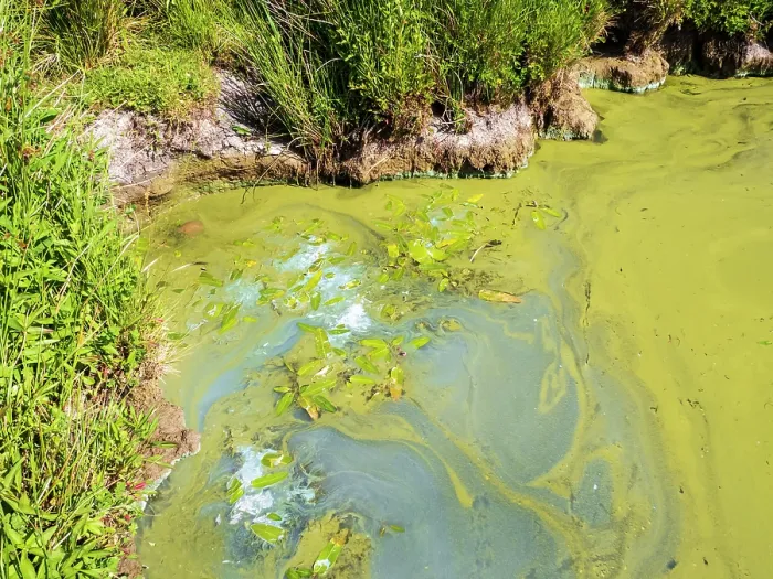 Framed Print : Blue green algae (Cyanobacteria) blooming in Lake Windermere due to the amount of sewage dumped in the lake and very hot weather, Ambleside, Lake District, Cumbria, UK. June, 2023