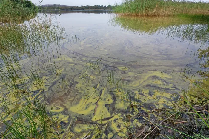 Framed Print : Blue-green algae (Cyanobacteria) blooming in the waters of a coastal lagoon suggesting nutrient enrichment, Dorset, England, UK. September Framed Print : Blue-green algae (Cyanobacteria) blooming in the waters of a coastal lagoon suggesting nutrient enrichment, Dorset, England, UK. September